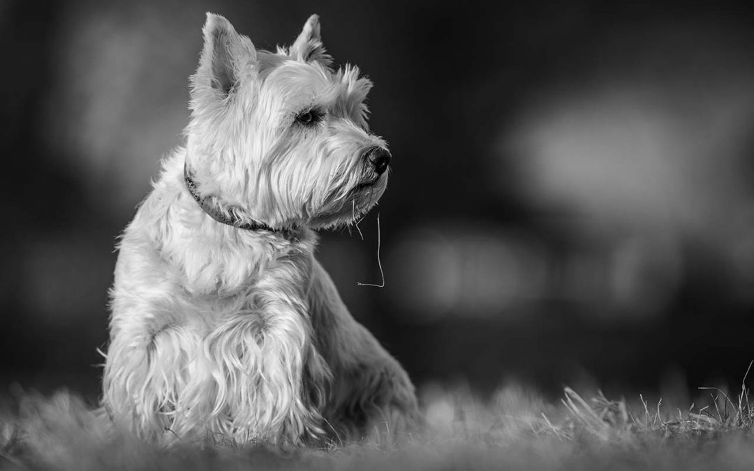 west highland terrier in black and white