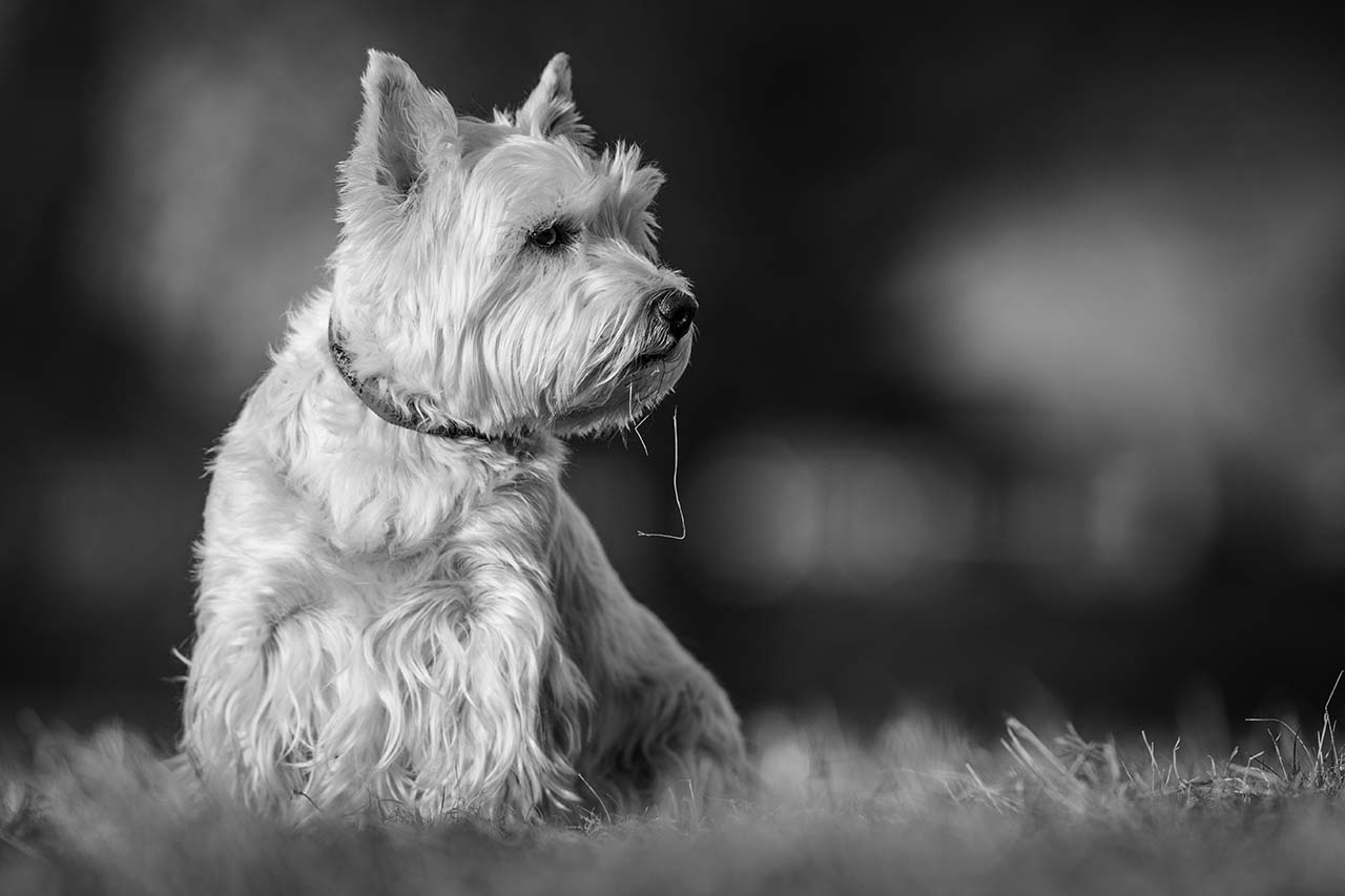 west highland terrier in black and white