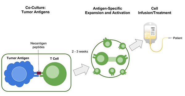 process of t cell therapy in treating lymphoma in dogs